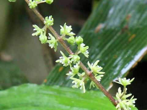 Smilacina hondoensis