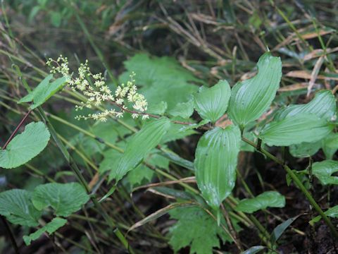 Smilacina hondoensis