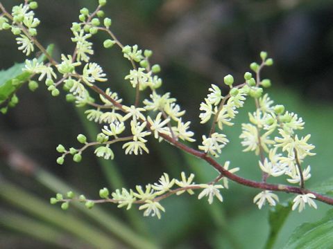 Smilacina hondoensis