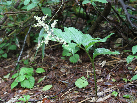 Smilacina hondoensis