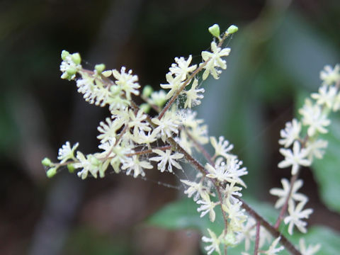 Smilacina hondoensis