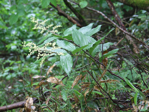 Smilacina hondoensis