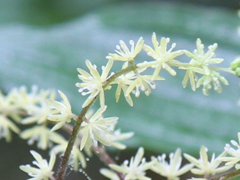 Smilacina hondoensis