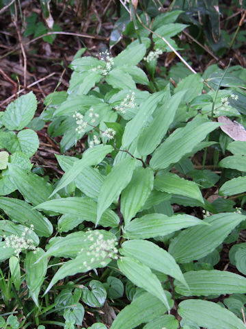 Smilacina hondoensis