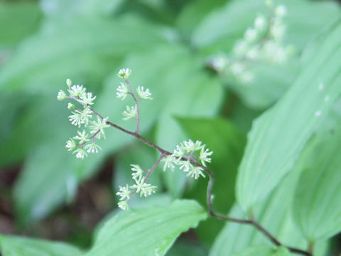 Smilacina hondoensis