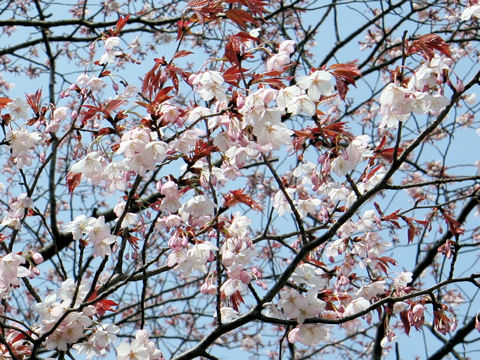 Prunus jamasakura