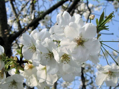 Prunus jamasakura