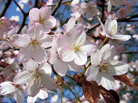 Prunus jamasakura