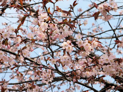 Prunus jamasakura