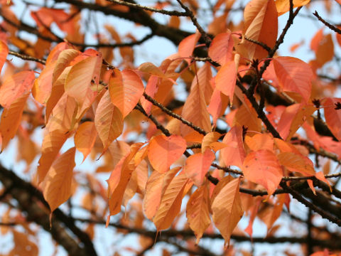 Prunus jamasakura