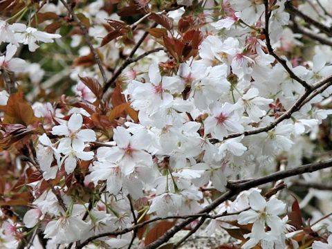 Prunus jamasakura