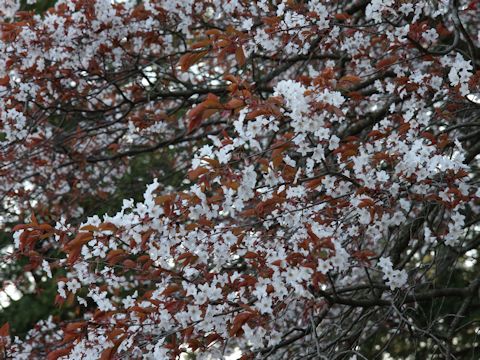 Prunus jamasakura