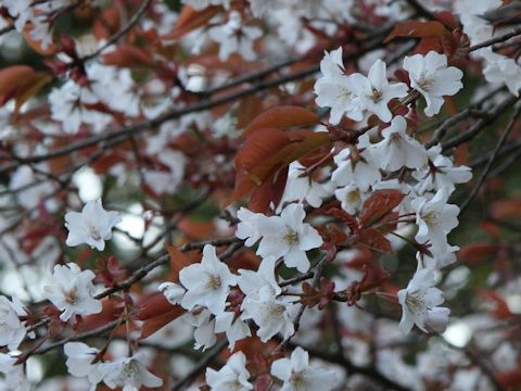 Prunus jamasakura