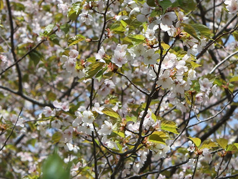 Prunus jamasakura