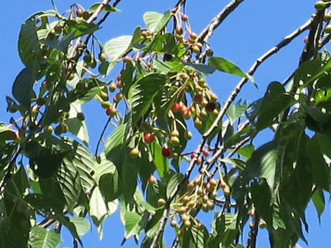 Prunus jamasakura