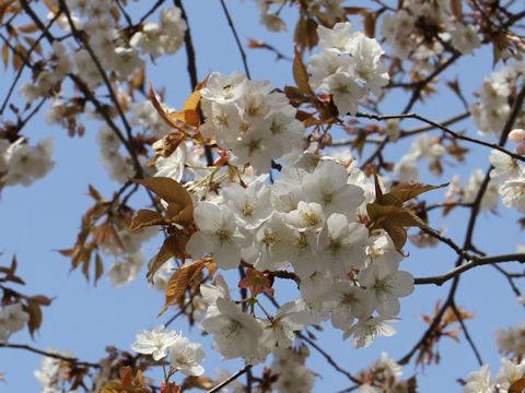 Prunus jamasakura