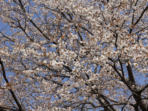 Prunus jamasakura