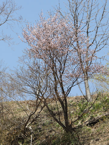 Prunus jamasakura