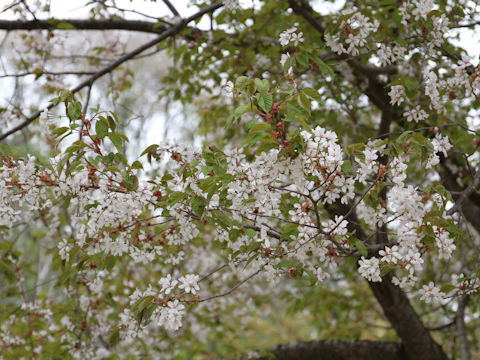 Prunus jamasakura