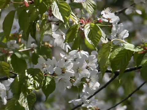 Prunus jamasakura