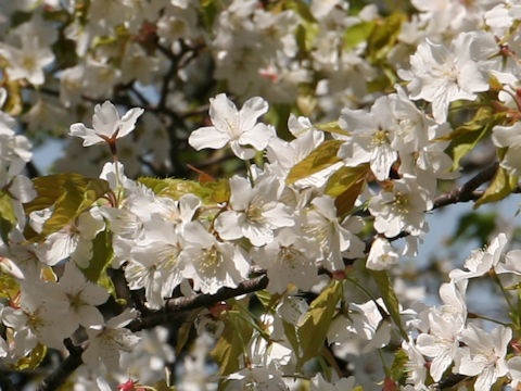 Prunus jamasakura