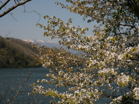 Prunus jamasakura