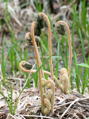 Osmunda cinnamomea