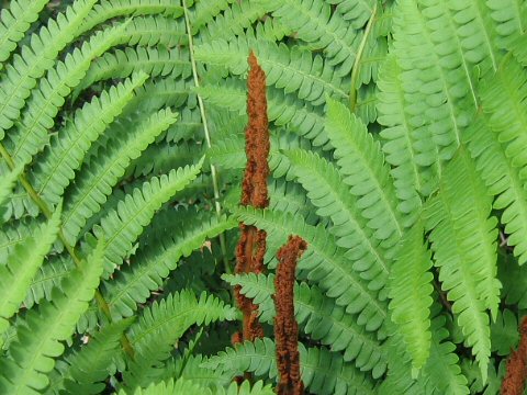 Osmunda cinnamomea