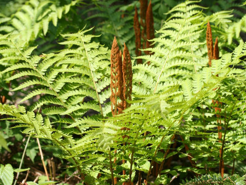 Osmunda cinnamomea