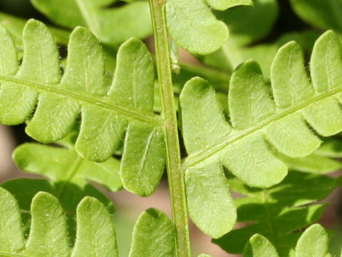 Osmunda cinnamomea