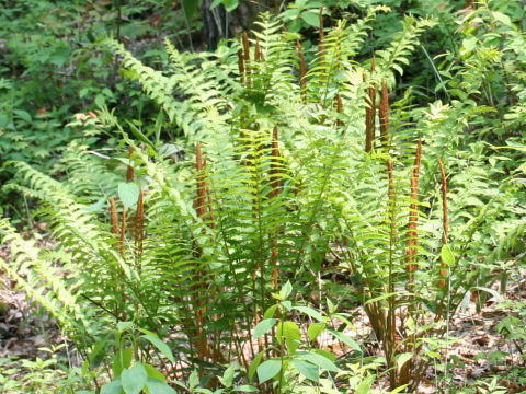 Osmunda cinnamomea