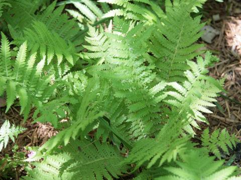 Osmunda cinnamomea