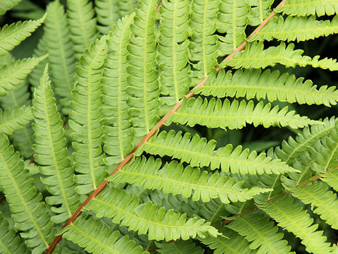 Osmunda cinnamomea