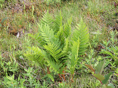 Osmunda cinnamomea