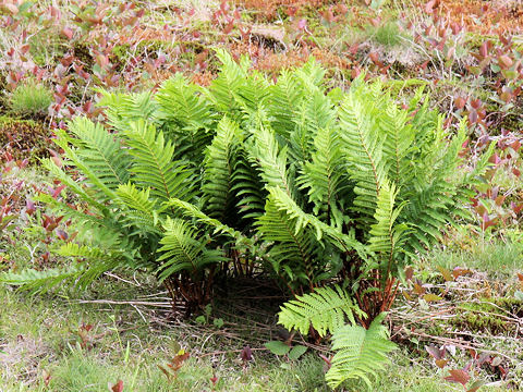 Osmunda cinnamomea