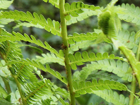 Osmunda cinnamomea