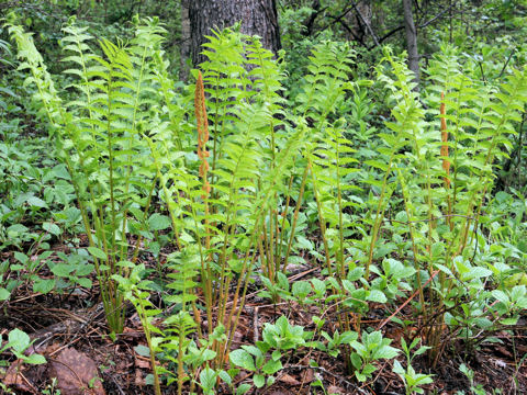 Osmunda cinnamomea