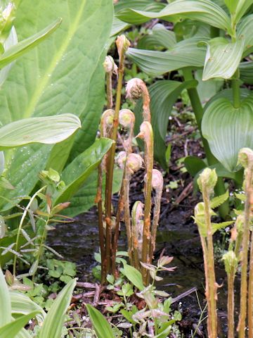 Osmunda cinnamomea