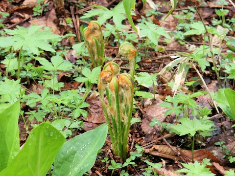 Osmunda cinnamomea