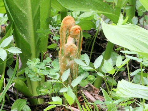 Osmunda cinnamomea