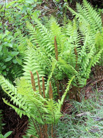 Osmunda cinnamomea