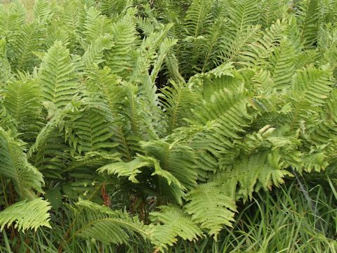 Osmunda cinnamomea