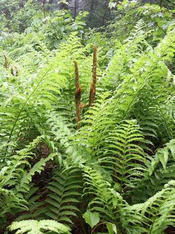 Osmunda cinnamomea