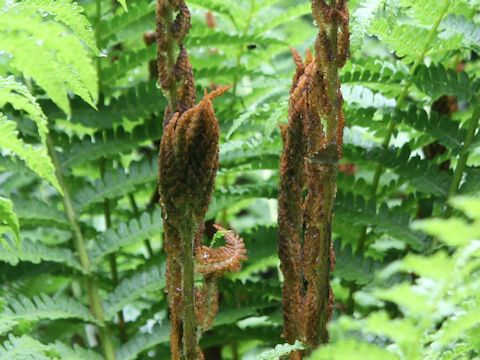 Osmunda cinnamomea