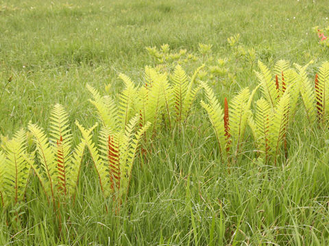 Osmunda cinnamomea