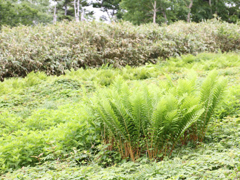 Osmunda cinnamomea