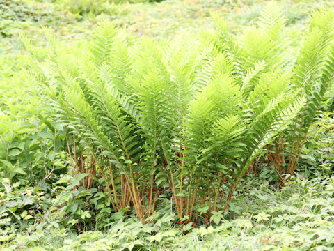 Osmunda cinnamomea