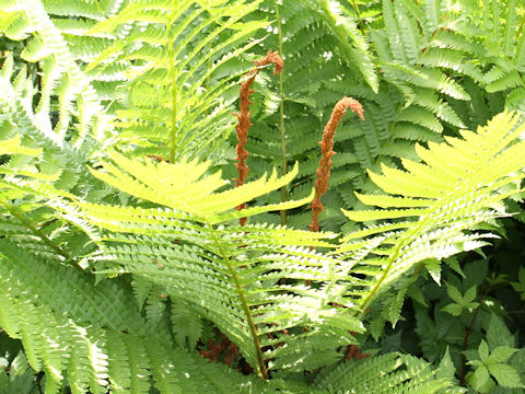 Osmunda cinnamomea