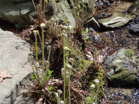 Osmunda cinnamomea