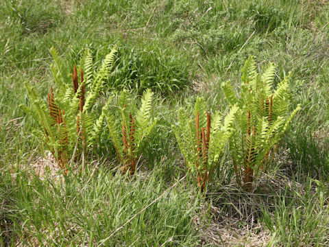 Osmunda cinnamomea